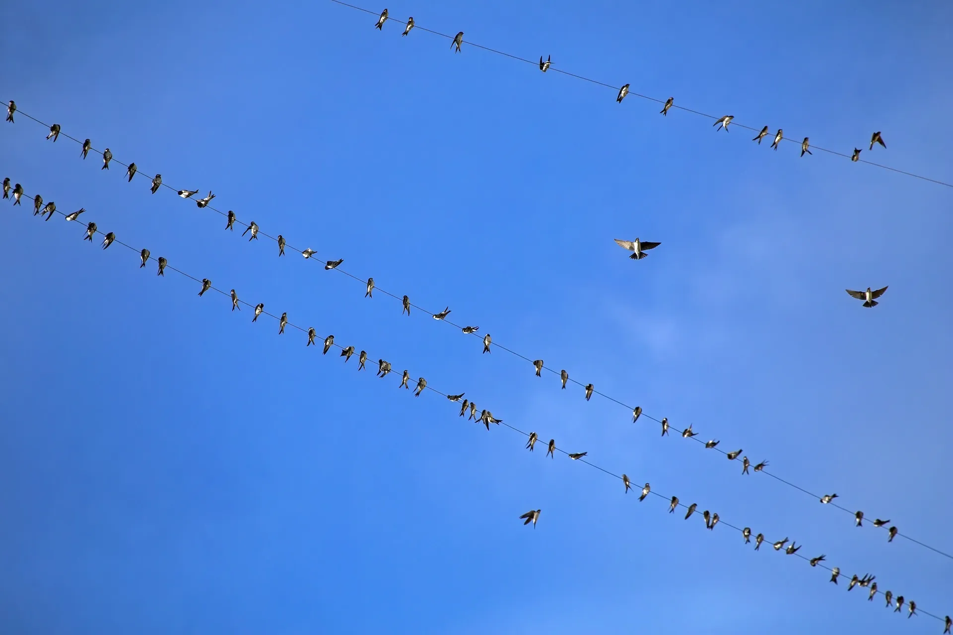 Beyond Bluesky: These are the apps building social experiences on the AT Protocol